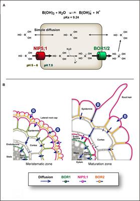 Insights into the Mechanisms Underlying Boron Homeostasis in Plants